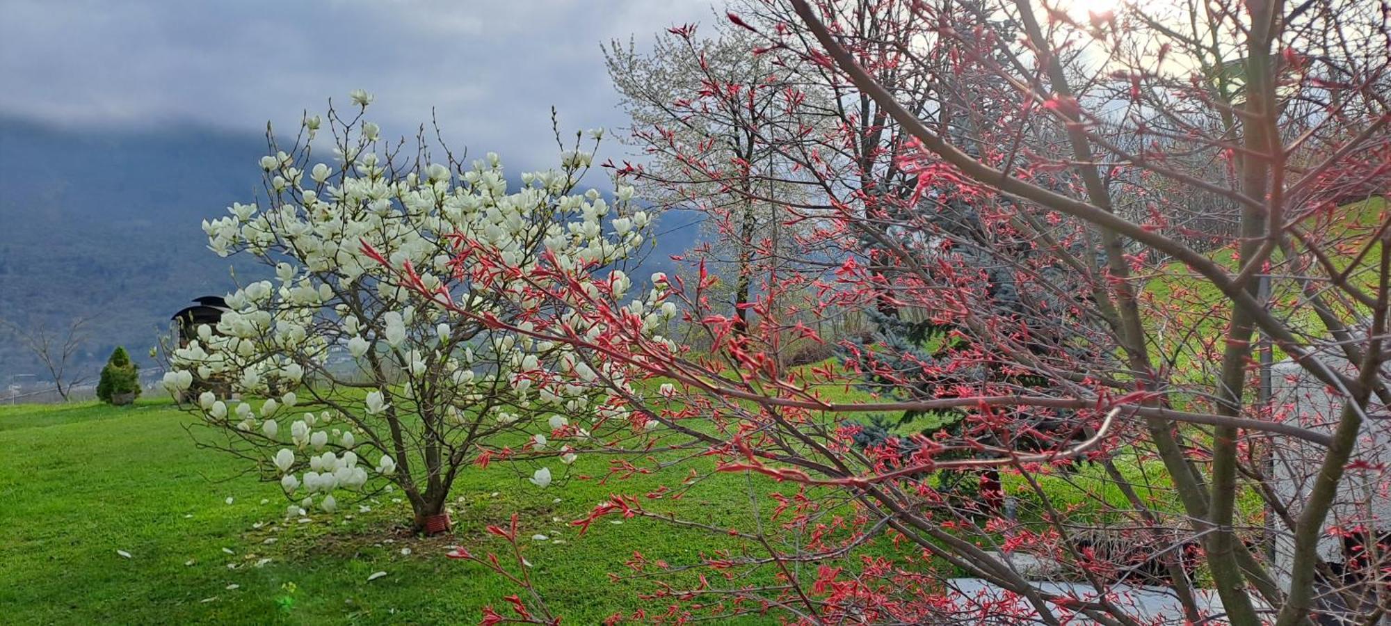 Affittacamere Rubino Guest House Ponte nellʼAlpi Eksteriør bilde
